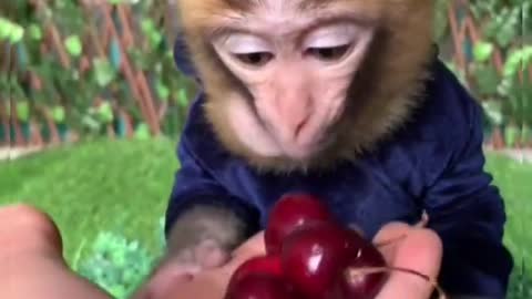 The monkey wants to eat very much