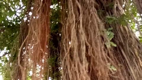 HUGE BANYAN TREE