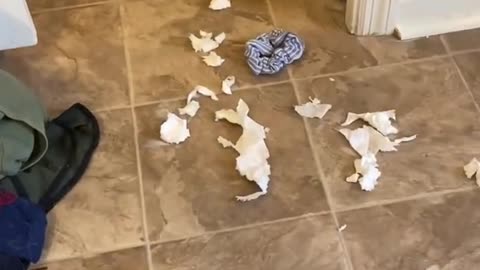 Guilty Husky Tries To Blame Other Dog!