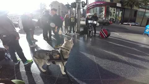 Howling Star steals the street performance