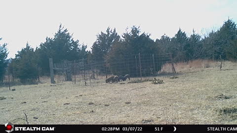 Monday 7th of March 2022 hogs Southwest Oklahoma
