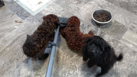 Broom becomes Puppies' Favorite Toy!