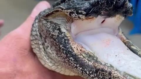 Alligator missing upper jaw is rescued after freakish injury