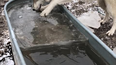 Dog Helps Retrieve Ice