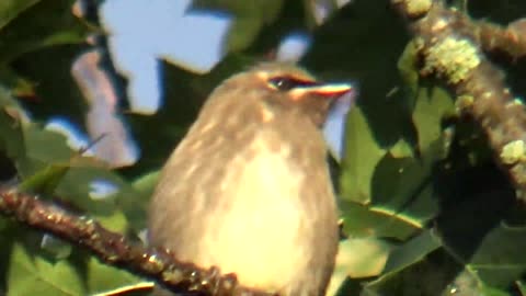 Cedar Waxwing