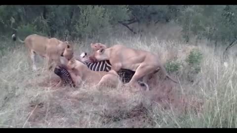 Leopard dinner