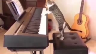 pianist cat