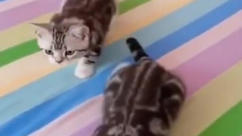 cute synchronize cats