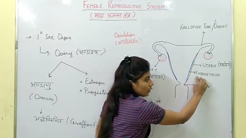 BIOLOGY मादा प्रजनन तंत्र (FEMALE REPRODUCTIVE SYSTEM)