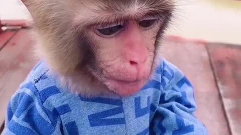 #monkey #animals #foryou