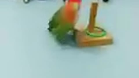 Amazing parrot video 2022