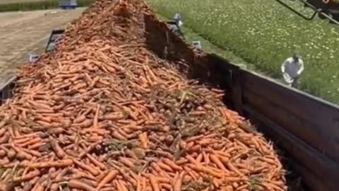 A bumper crop of carrots