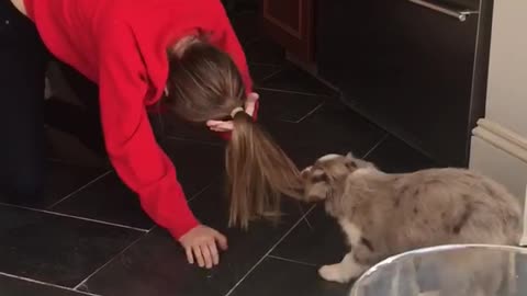 Grey puppy dog pulls on woman's hair in red sweater