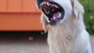 Unbelievable!!! Funny Dog Videos Try Not To Laugh 🦴🐕🐶✔️