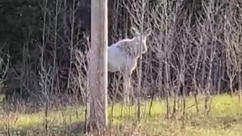 Albino Moose near Foleyet, Ontario