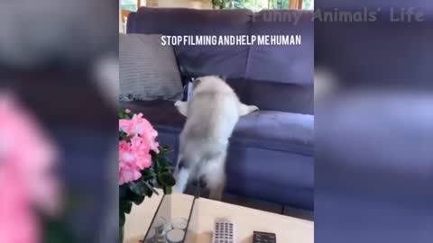 FUNNY CAT TRIES TO GET ON SOFA-TRY NOT TO LAUGH(REALLY FUNNY)