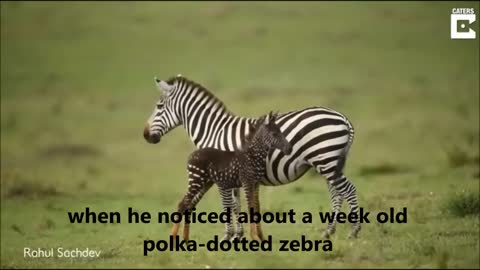 Rare Polka-dotted Zebra Foal Spotted In Kenya