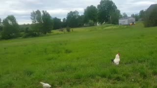 some of the flock in the yard