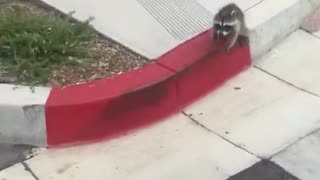 A baby raccoon versus a boxer and its human
