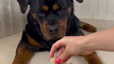 ASMR Cute Dog Eating Videos: The Ultimate Pup Chowdown!