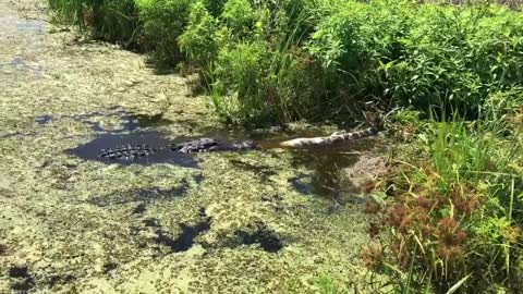 14 Foot Alligator Eats a Smaller Gator!
