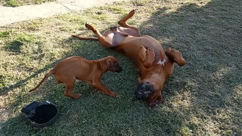 Ridgeback Puppy Enjoys Lion Hound Training With Ridgeback Dog