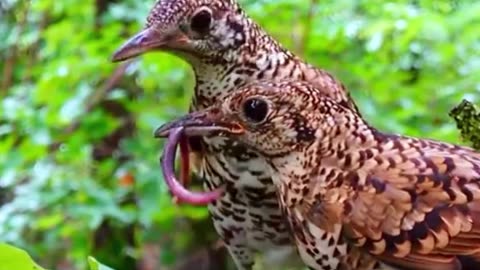 Beautiful Parents Birds Feeding Her Chicks