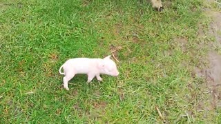 Powerful Shake Bowls Piglet Over