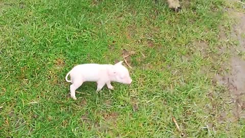 Powerful Shake Bowls Piglet Over