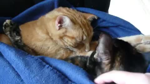 Cats snuggle under blanket during cold weather