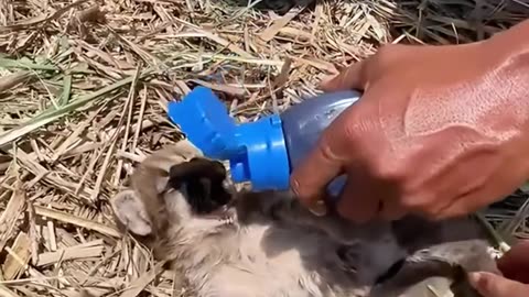 This family found an abandoned baby caracal cat