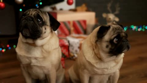 Portrait of couple of pug dog sitting on the floor near Christmas tree with gift box