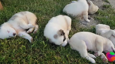 Cutest alabai puppy wake's up her brothers