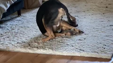 Crazy Puppy Loves To Stick His Paws In His Mouth