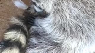 Two raccoons hold an ice cube near a case of soda