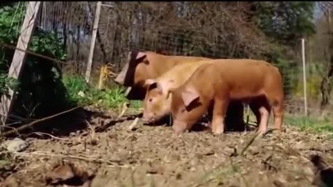 Watch How Animals Going Crazy With Sound Effect: Funny and Cute