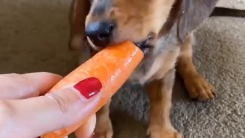Cute Puppy Eating Carrots