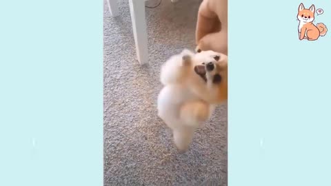 🤣 Funniest 🐶 Dogs 2021 Awesome Funny Pet Animals Life Videos 😇