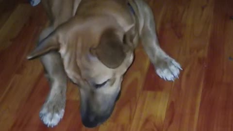 Dog disturbed by grasshopper