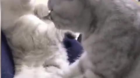 A kitten massaging another kitten