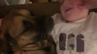 Protective pup trained to bite on command