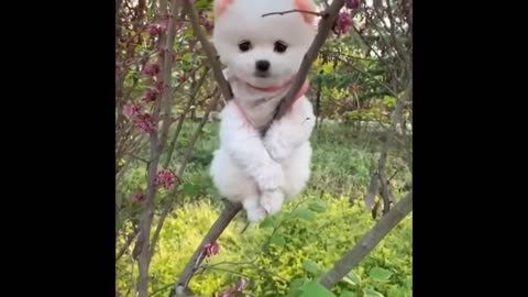 Cute Pomeranian