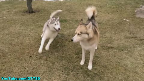 Flying Husky Puppy