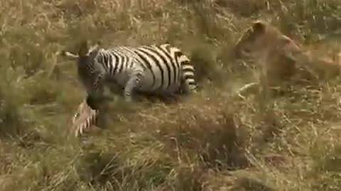 Zebra mother delivered a nasty kick to a lion trying to eat her baby,The power of motherhood