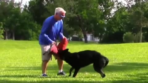 how to training a dogs became aggresive