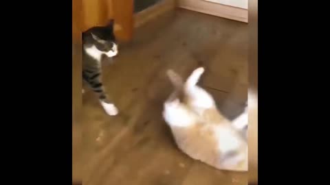 😹 - Don't attempt to keep down Laughter 😂 - Funny Cats Life