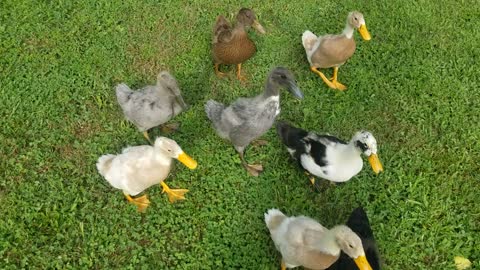 Teaching my ducks to come to me