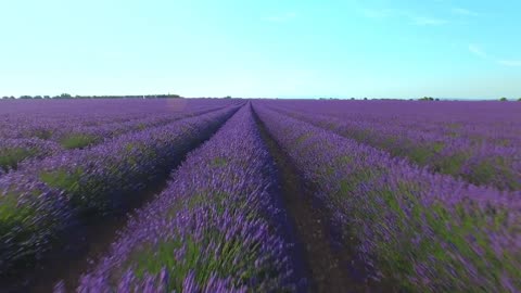 Flowers Cultivation