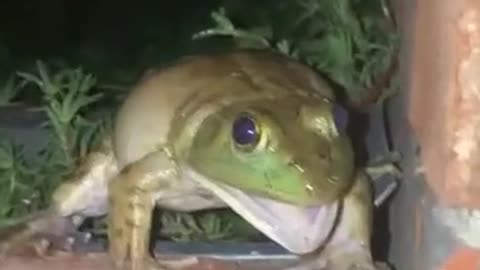 The frog imitating the cat