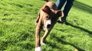 Small brown puppy runs up to camera slo mo